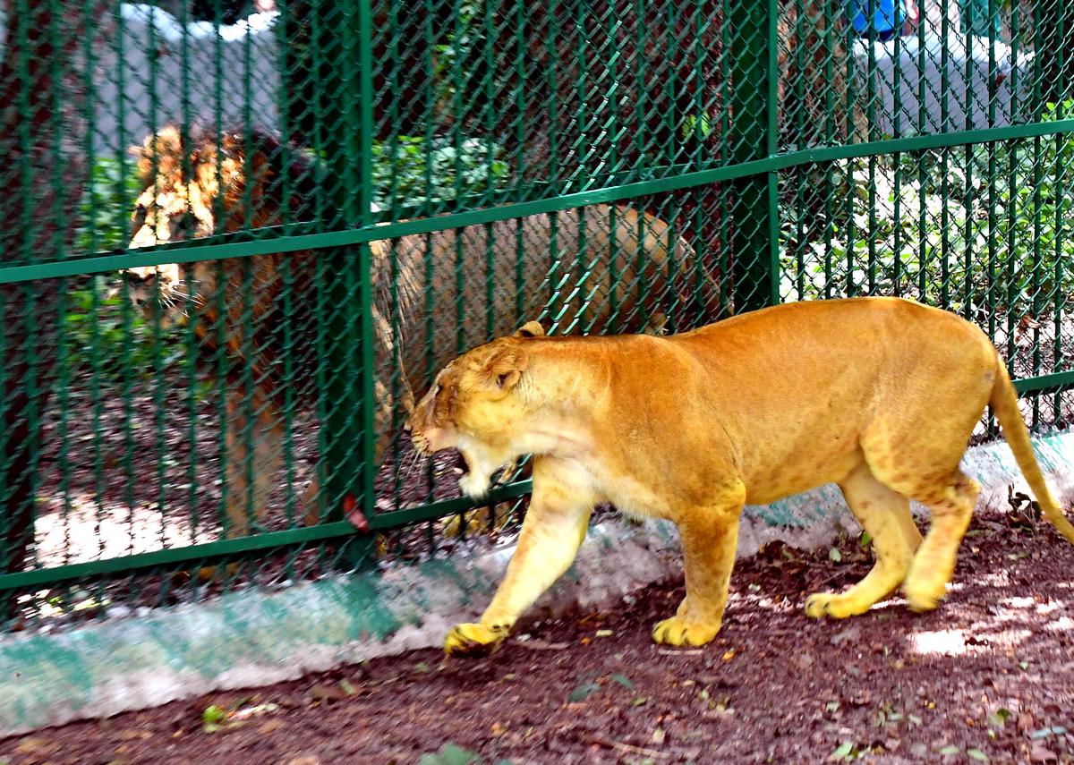 Trivandrum Zoo Pravin Travels
