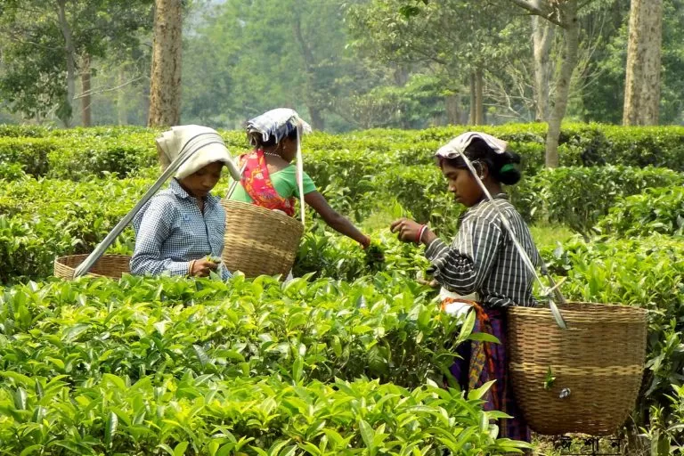 The Tea Factory & The Tea Museum Pravin Travels