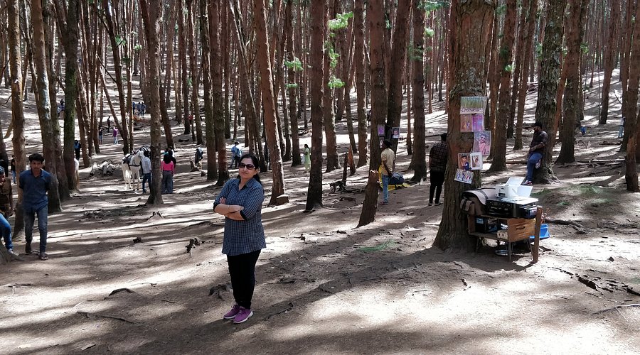 Pine Forest Pravin Travels