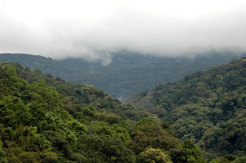 Kalakad Mundanthurai Tiger Reserve Pravin Travels 