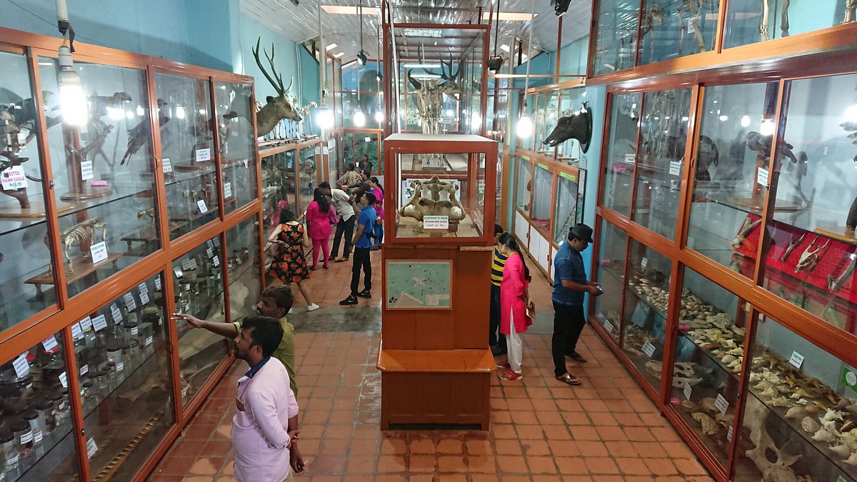  Shembaganur Museum of Natural History Pravin Travels
